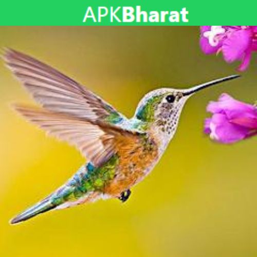 HummingBird Game APK icon